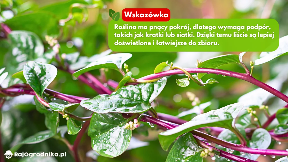 Szpinak-malabarski-uprawa-blog-sklep-rajogrodnika